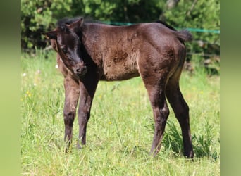 Caballo cuarto de milla, Yegua, 1 año, 152 cm, Ruano azulado