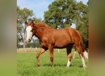 Caballo cuarto de milla, Yegua, 1 año, 153 cm, Alazán