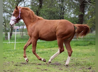 Caballo cuarto de milla, Yegua, 1 año, 153 cm, Alazán