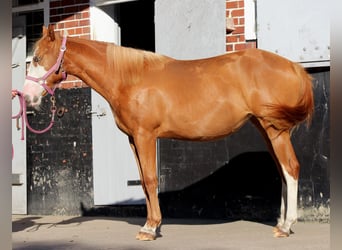 Caballo cuarto de milla, Yegua, 1 año, 153 cm, Alazán
