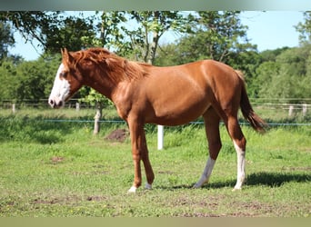 Caballo cuarto de milla, Yegua, 1 año, 153 cm, Alazán