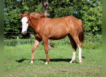 Caballo cuarto de milla, Yegua, 1 año, 153 cm, Alazán
