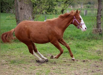 Caballo cuarto de milla, Yegua, 1 año, 153 cm, Alazán