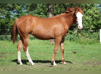 Caballo cuarto de milla, Yegua, 1 año, 153 cm, Alazán
