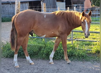 Caballo cuarto de milla, Yegua, 1 año, 153 cm, Alazán