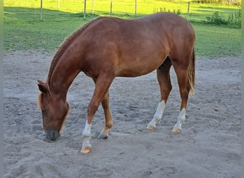 Caballo cuarto de milla, Yegua, 1 año, 153 cm, Alazán