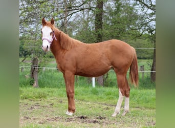 Caballo cuarto de milla, Yegua, 1 año, 153 cm, Alazán