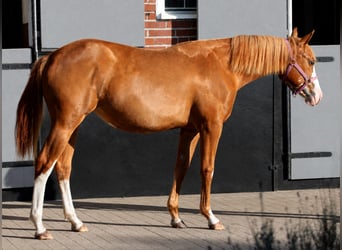 Caballo cuarto de milla, Yegua, 1 año, 153 cm, Alazán