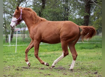 Caballo cuarto de milla, Yegua, 1 año, 153 cm, Alazán