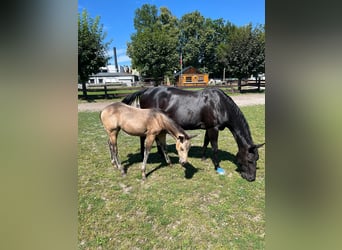 Caballo cuarto de milla, Yegua, 1 año, 153 cm, Buckskin/Bayo