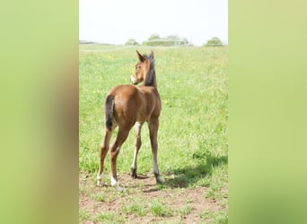 Caballo cuarto de milla, Yegua, 1 año, 153 cm, Castaño