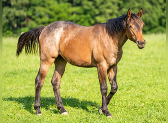 Caballo cuarto de milla, Yegua, 1 año, 153 cm, Castaño-ruano