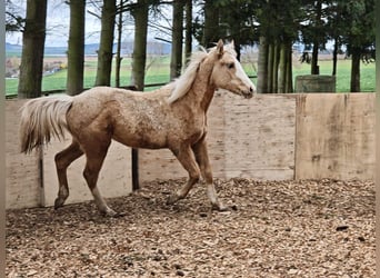 Caballo cuarto de milla, Yegua, 1 año, 153 cm, Palomino