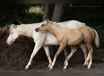 Caballo cuarto de milla, Yegua, 1 año, 153 cm, Palomino