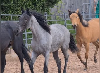 Caballo cuarto de milla, Yegua, 1 año, 153 cm, Ruano azulado