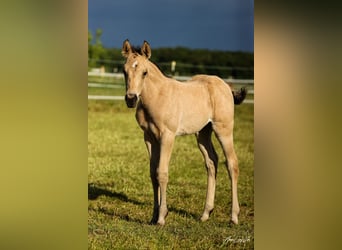 Caballo cuarto de milla, Yegua, 1 año, 155 cm, Buckskin/Bayo