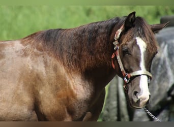 Caballo cuarto de milla, Yegua, 1 año, 155 cm, Castaño oscuro