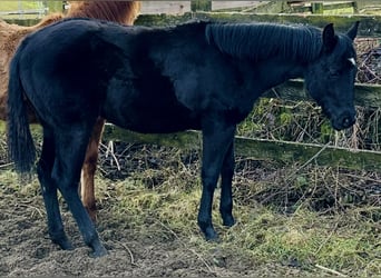 Caballo cuarto de milla, Yegua, 1 año, 155 cm, Negro