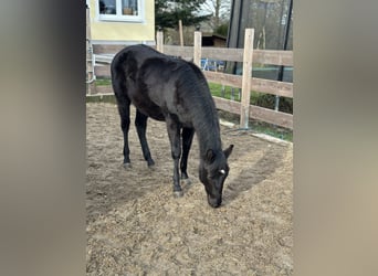 Caballo cuarto de milla, Yegua, 1 año, 155 cm, Negro