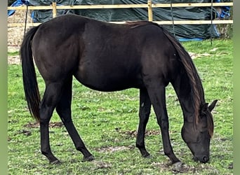 Caballo cuarto de milla, Yegua, 1 año, 155 cm, Negro