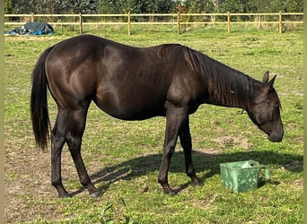 Caballo cuarto de milla, Yegua, 1 año, 155 cm, Negro