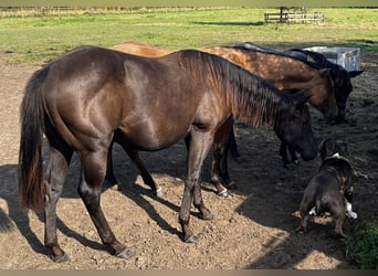 Caballo cuarto de milla, Yegua, 1 año, 155 cm, Negro