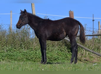 Caballo cuarto de milla, Yegua, 1 año, 155 cm, Negro