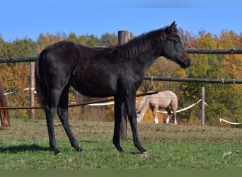 Caballo cuarto de milla, Yegua, 1 año, 155 cm, Negro