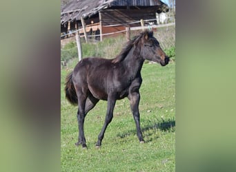 Caballo cuarto de milla, Yegua, 1 año, 155 cm, Negro