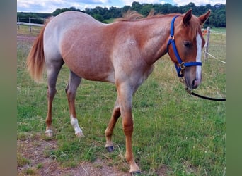 Caballo cuarto de milla, Yegua, 1 año, 155 cm, Ruano alazán