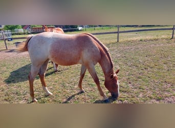 Caballo cuarto de milla, Yegua, 1 año, 155 cm, Ruano alazán