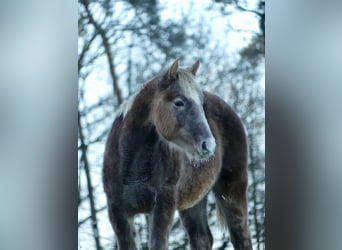 Caballo cuarto de milla, Yegua, 1 año, 155 cm
