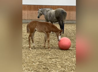 Caballo cuarto de milla, Yegua, 1 año, 158 cm, Alazán