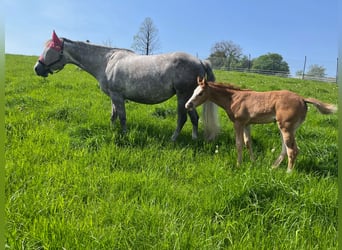 Caballo cuarto de milla, Yegua, 1 año, 158 cm, Alazán