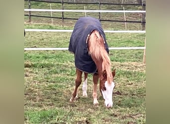 Caballo cuarto de milla, Yegua, 1 año, 158 cm, Alazán
