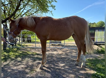 Caballo cuarto de milla, Yegua, 1 año, 158 cm, Alazán