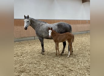 Caballo cuarto de milla, Yegua, 1 año, 158 cm, Alazán