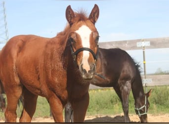 Caballo cuarto de milla, Yegua, 1 año, 160 cm, Alazán
