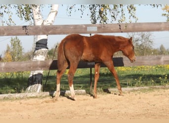 Caballo cuarto de milla, Yegua, 1 año, 160 cm, Alazán