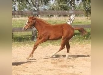 Caballo cuarto de milla, Yegua, 1 año, 160 cm, Alazán
