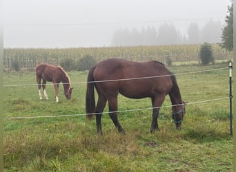 Caballo cuarto de milla, Yegua, 1 año, 160 cm, Castaño