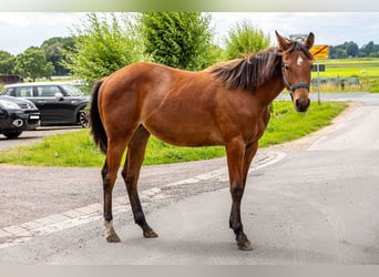 Caballo cuarto de milla, Yegua, 1 año, 160 cm, Castaño