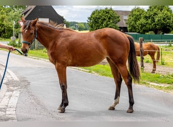 Caballo cuarto de milla, Yegua, 1 año, 160 cm, Castaño