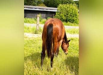 Caballo cuarto de milla, Yegua, 1 año, 160 cm, Castaño