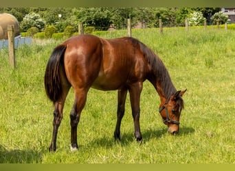 Caballo cuarto de milla, Yegua, 1 año, 160 cm, Castaño