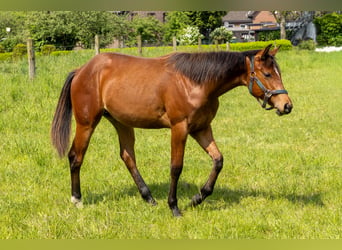 Caballo cuarto de milla, Yegua, 1 año, 160 cm, Castaño