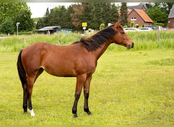 Caballo cuarto de milla, Yegua, 1 año, 160 cm, Castaño