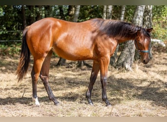 Caballo cuarto de milla, Yegua, 1 año, 160 cm, Castaño