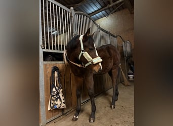 Caballo cuarto de milla, Yegua, 1 año, 162 cm, Castaño