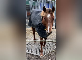 Caballo cuarto de milla, Yegua, 1 año, 163 cm, Alazán